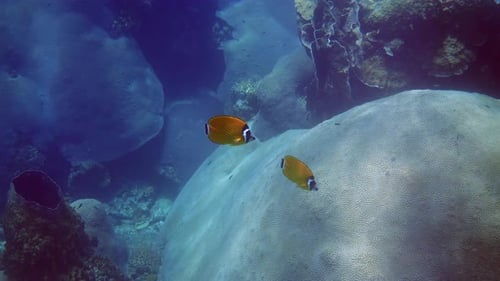 Colorful Butterflyfish Swim in the Vibrant Coral Reef