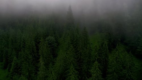 Aerial Footage of Spruce Forest Trees on the Mountain Hills at Misty Day