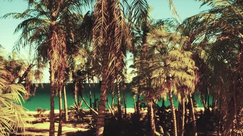 Ein Strand mit Palmen und dem Meer im Hintergrund