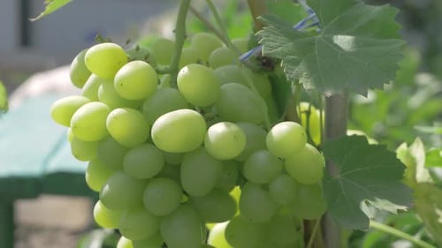 Bunches of Fresh Ripe White Green Grapes with Green Leaves