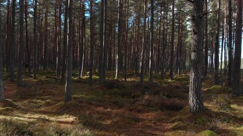 Dolly shot of sun shining on the moss covered ground in the pine forest.