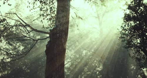 Sunlight Filters Through Trees in a Serene Forest Setting During Early Morning