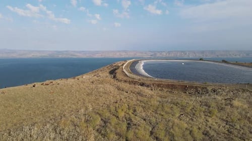 Aerial Panning Shot Of Domestic Cattle Grazing On Mount Arbel, Drone Flying Over Mountain