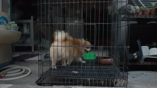 Dog in a Cage Outdoors