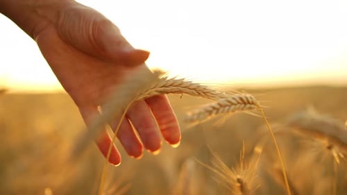 Hand Touching Wheat in Field During Golden Sunset
