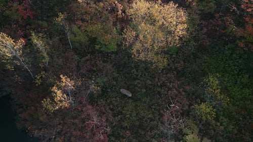 Vue du dessus : groupe de cerfs sauvages en automne, vue aérienne de la forêt à travers les feuilles des arbres