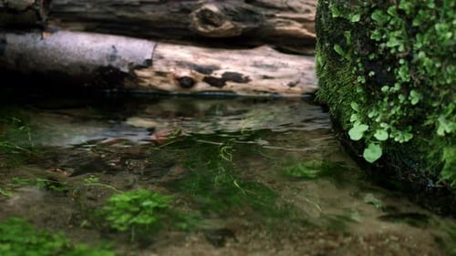 Cold Water Flowing From Spring Among Fallen Trees And Large Stones. Transparent Water Flowing Fro...