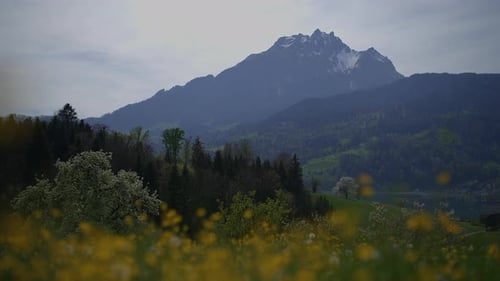 Spring Flowers Blooming in Floral Scenery Landscape Outdoors