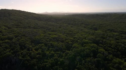 Endless Tropical Dense Forest on a Summer Day Aerial View