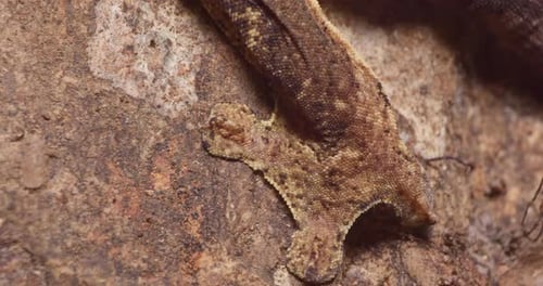 A gecko's foot curls up and moves away, close up shot