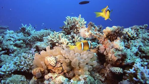 Underwater Clownfish and Sea Anemones