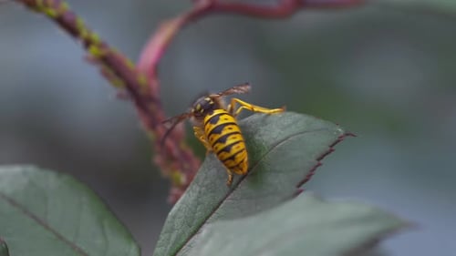 Queen Bee on Leaf 4K