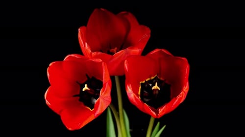 Red Tulips Bloom in Time Lapse on a Black Background. Spring Symbol Blooming in Timelapse