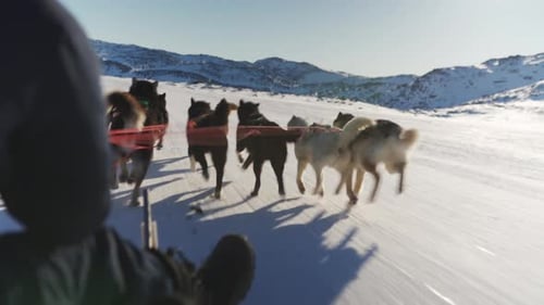 Dog Sled Team Pulling Sled Through Snowy Mountains