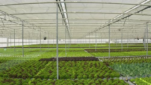 AR Graphics Over Food Crops Produced Sustainably in Greenhouse