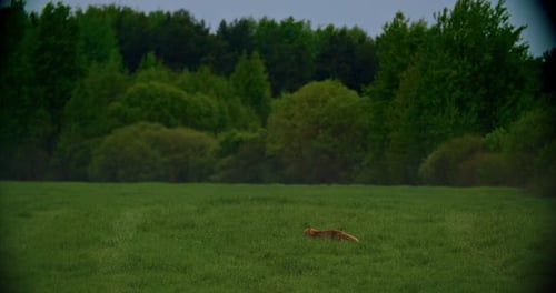 Fox se déplace rapidement dans un