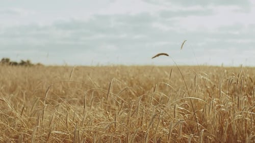 Épillets de blé mûrs dans un champ par temps nuageux Le vent fait flotter les épis de blé en toile de fond de