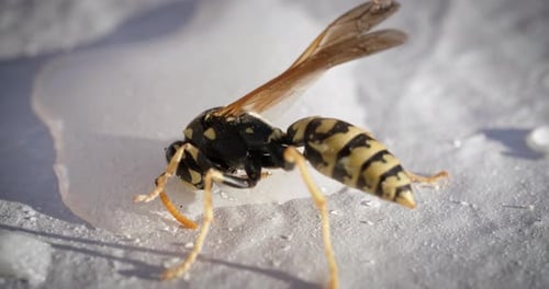 Close up of injured wasp drinking water with sugar. Static shot.