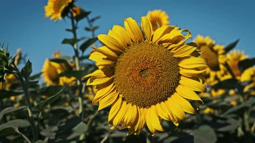 Sunflower In The Field
