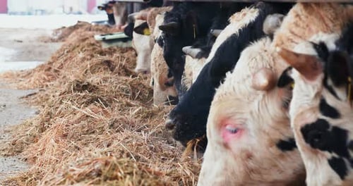 Cattle Feeding Systems