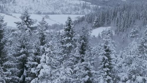 Blizzard Over Winter Forest Mountains. Aerial Close-up Shot
