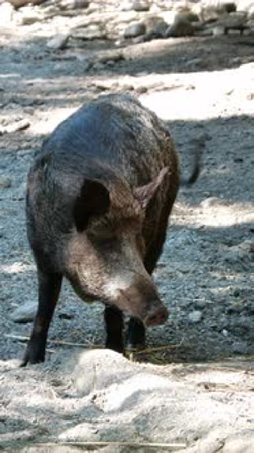 4K Vertical Shot of a Wild Boar Walking in the Forest