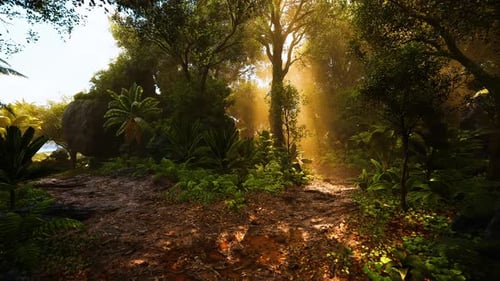 Sunlight Streams Through Trees in a Lush Tropical Forest During Early Morning