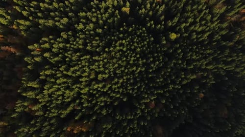 Aerial Top Down View of the Forest in Early Autumn in the Carpathians Drone Flies Forwards Over
