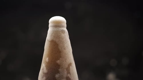 Foamy Beer Pouring Out of Bottle