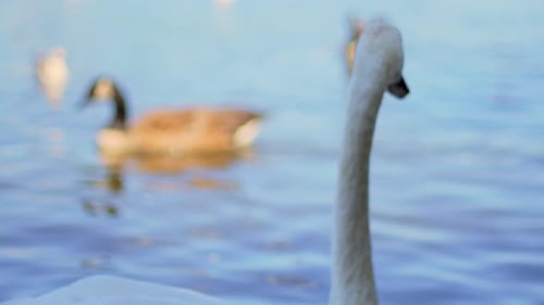 4K-Zeitlupennahaufnahme eines schwimmenden Schwans, der in die Kamera schaut und seinen Kopf mit Enten dreht i