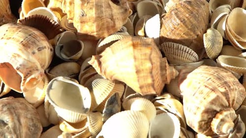 Muscheln am Strand Sommerhintergrund Rapan Shell Beige Lichtfarbe Ästhetischer Minimalismus Natur