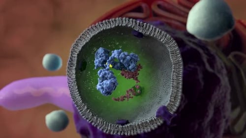 3D Animation of Molecular Interaction in a Cell Membrane