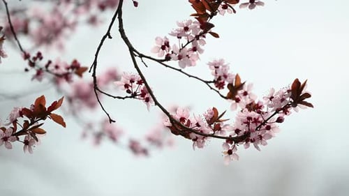 Pink Blossoms Blooming on a Delicate Branch