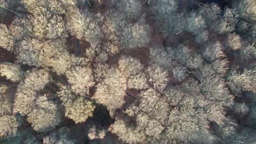 Filmmusik Drohnenflug durch den Winterwald mit blattlosen Bäumen