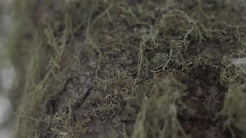 Shot Of Lichen Growing In A Fallen Tree Trunk. Close Up