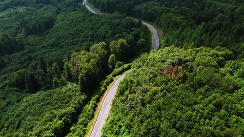 Winding road through lush green forest. A scenic road winds through a dense forest of vibrant