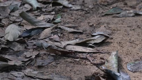 Un ver attaqué par une armée de fourmis noires alors qu'on le trouve étendu horizontalement sur le devant de la maison