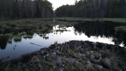 Aerial view of a beaver dam in a forest river at dusk, surrounded by dense trees and reflecting wate