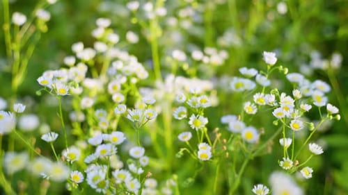 Hintergrundvideo, das kleine Wildblumen im Sonnenlicht zeigt
