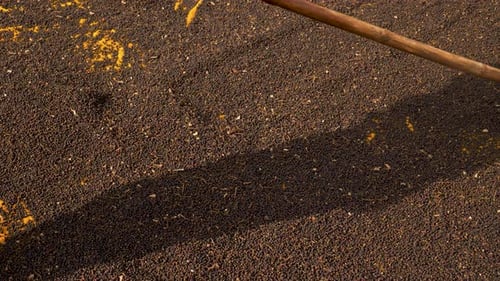 Peppercorn Harvest: Farmer Raking Drying Spices in Sunlight