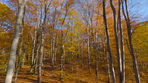 Smooth Flight Between Trees Close to Branches in a Fabulous Autumn Forest