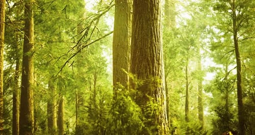 Sunlight Filters Through Tall Trees in a Vibrant Lush Forest Setting