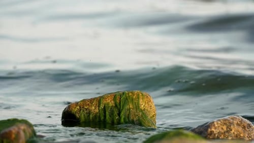 Waves gently lap rocks covered in green algae