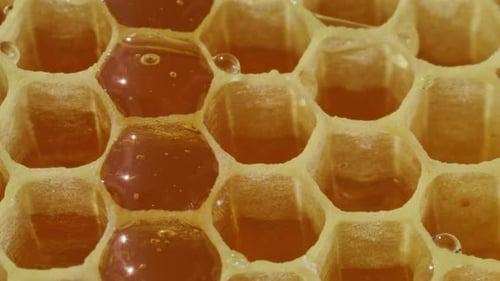 Extreme Nahaufnahme von Bienenwaben, gefüllt mit natürlichem Bio-Honig, Landwirtschaft