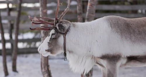 Side view of a reindeer in Lapland