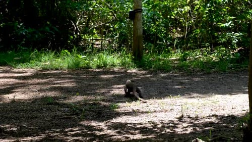Wilder Komodo-Drache, der im Komodo-Nationalpark, Komodo-Insel, Kleiner Sonntag läuft und mit seiner Zunge flackert