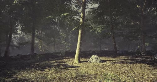 Soft Sunlight Filters Through Trees in a Quiet Forest Setting