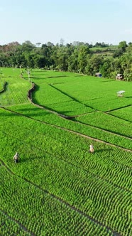 Beautiful scenery of green rice field
