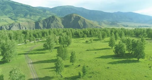 Aerial View Low Flight Above Evergreen Pine Tree Landscape with Endless Mountain Forest at Sunny