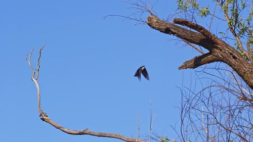Extreme slow-mo reveals the elegant aerodynamics of a purple martin in motion.